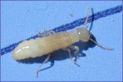 What do I like to eat?