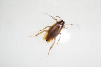 Which country is this cockroach from?