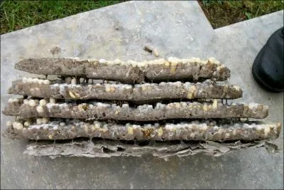 Which stinging insect does this nest belong to?