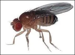 A fruit fly prefers to breed in...