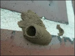 This nest belongs to which insect?