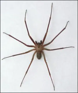 Another name for the Brown Recluse spider is ?