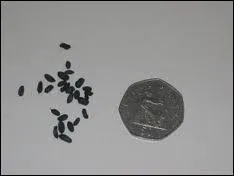 These 'droppings' came from which rodent?