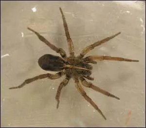 This spider was give its name for the way it hunts down its prey... . what is it?