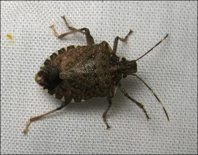 The Brown Marmorated Stink Bug was first introduced to the US in which Pennsylvania town?