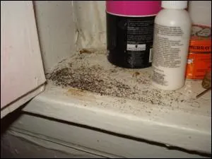 These droppings where made by which of the following?