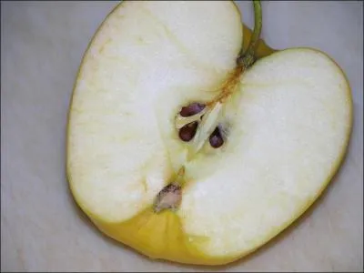 As an adult, which insect is about the size of an apple seed?