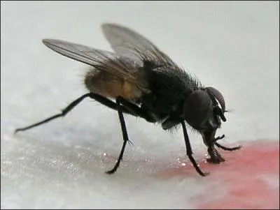 The House Fly cannot do which of the following?