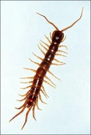 This insect will deliver a painful bite... what is it?