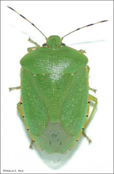 The Green Stink Bug is indigenous to which country?