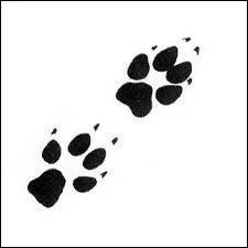 What is Hermione's pet?