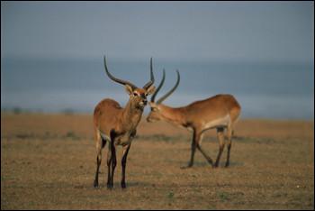 Safari Animal Matching Quiz Quiz Animals Safari Animal Matching Quiz Quiz Animals