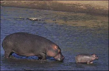 What letter does this animal's name start with?