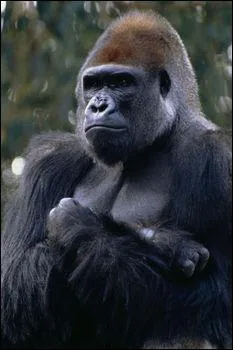 What letter does this animal's name start with?