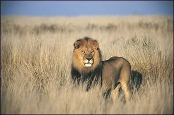 What letter does this animal's name start with?