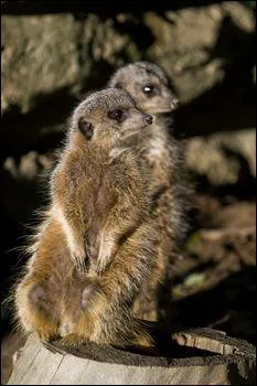 What letter does this animal's name start with?