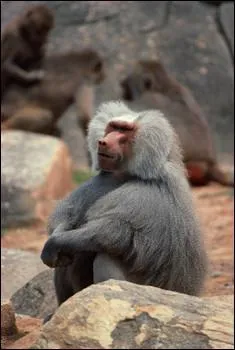 What letter does this animal's name start with?