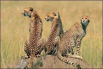 What letter does this animal's name start with?