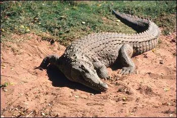 What letter does this animal's name start with?