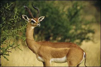 What letter does this animal's name start with?