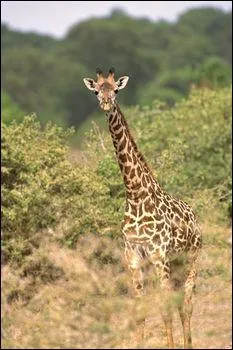 What letter does this animal's name start with?