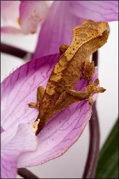 Is a gecko warm-blooded?