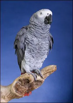 If an African Gray Parrot is a plant eater. Which of the following would an African Gray Parrot eat?