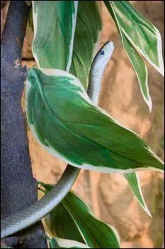 What type of animal is a Black Mamba