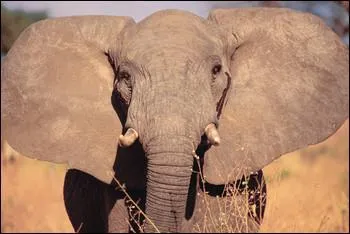 What type of eater is an elephant?