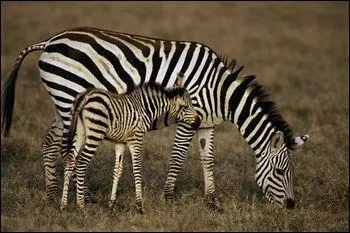 What type of animal is a zebra?