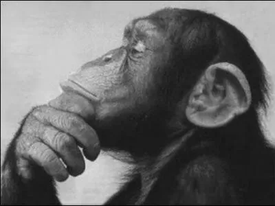 Monkeys share what percentage of our genes?