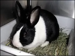 What is the name of this rabbit?