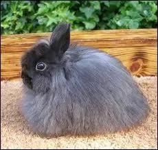 What is the name of this rabbit?