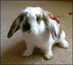 What is the name of this rabbit?