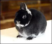 What is the name of this rabbit?