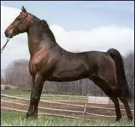What breed is this horse?