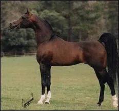 What breed is this horse?
