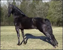 What breed is this horse?