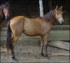 What breed is this horse?