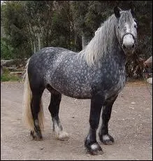 What breed is this horse?