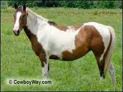 What breed is this horse?