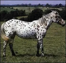 What breed is this horse?