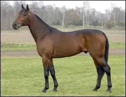 What breed is this horse?