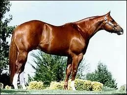 What breed is this horse?