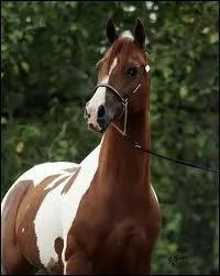 What breed is this horse?