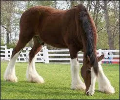 What breed is this horse?