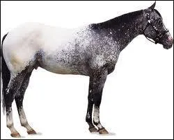 What breed is this horse?