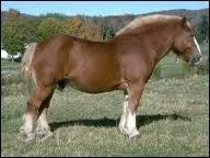 What breed is this horse?