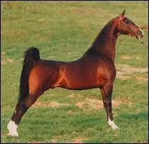 What breed is this horse?