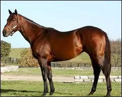 What breed is this horse?